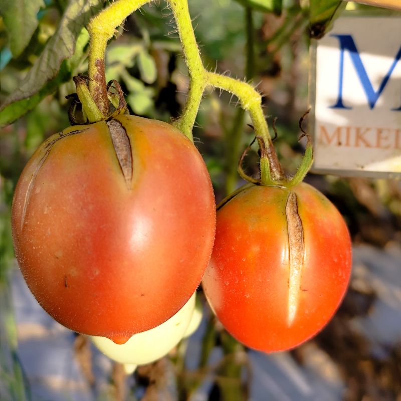 Tomate Barao Tsarskiy , 10 semillas (226)