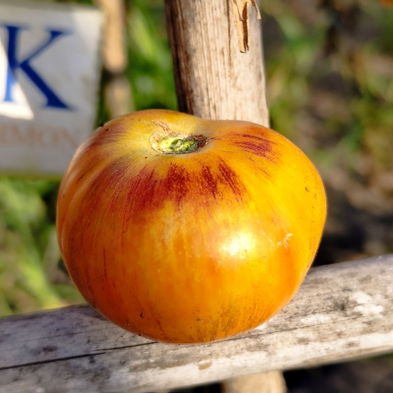 Tomate Cosmic Burst , 10 semillas (408)