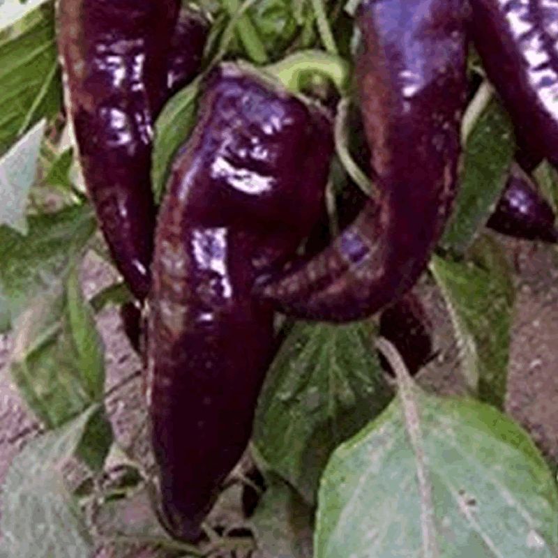Marconi Purple , 10 semillas , Capsicum annuum (296)