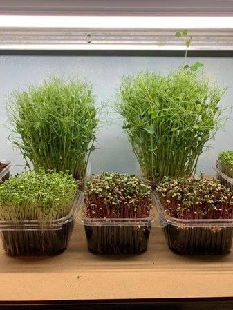 MICROGREENS