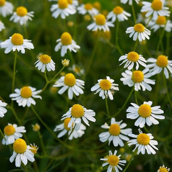 Meno Tea (hot flashes relief)