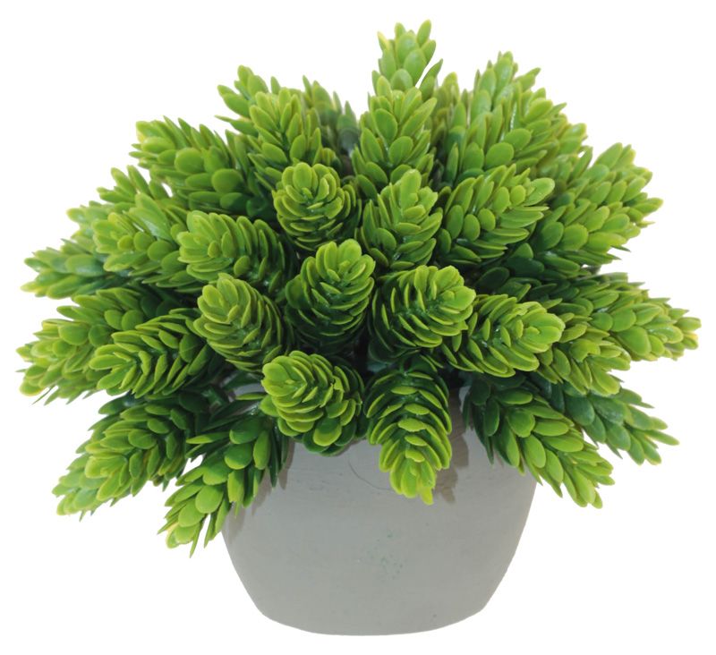 POTTED PINE BUSH 14CM
