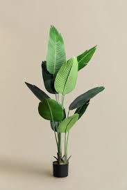 BANANA LEAF PLANT IN POT 150CM