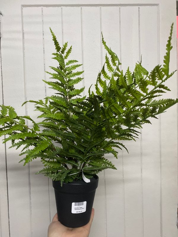 SWORD FERN 40CM IN POT