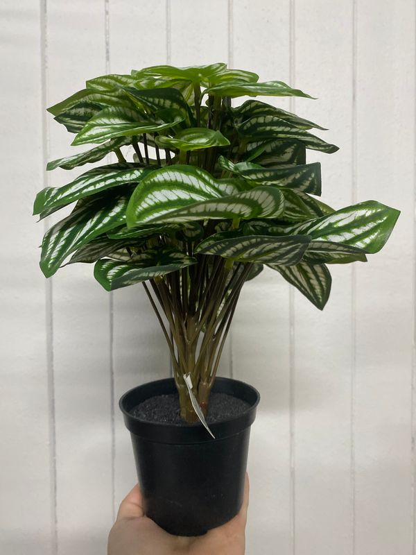 PEPERONIA 33CM WATERMELON IN POT