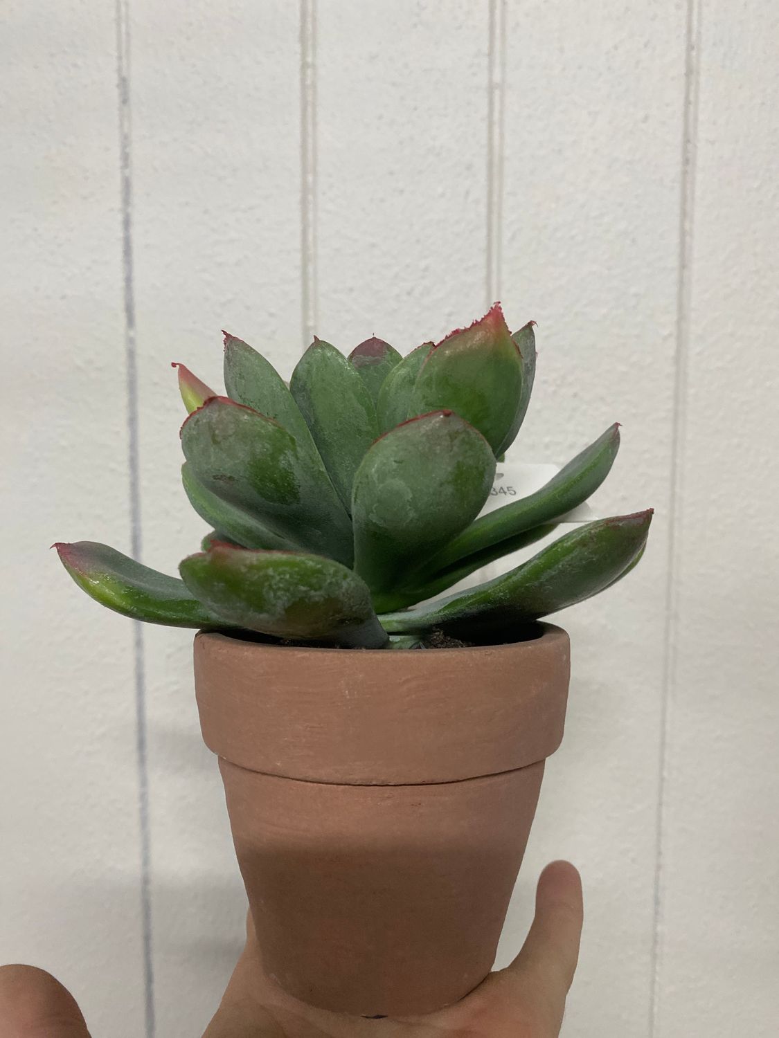 SUCCULENT IN POT 15CM RED EDGE