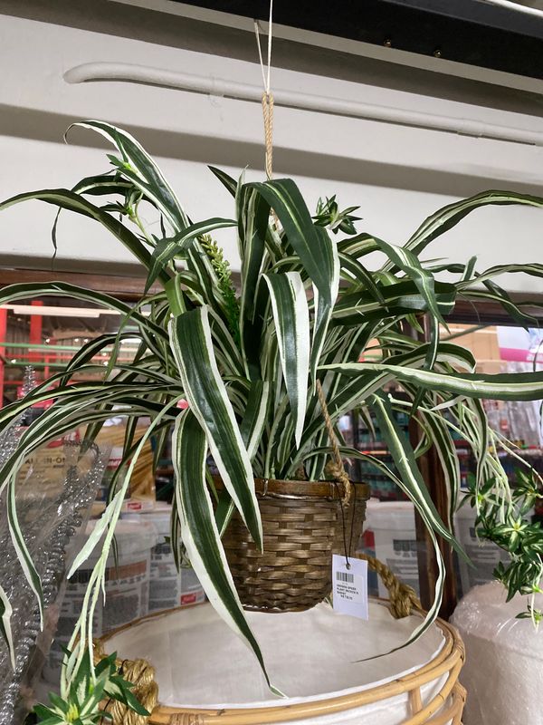 HANGING SPIDER PLANT IN BASKET