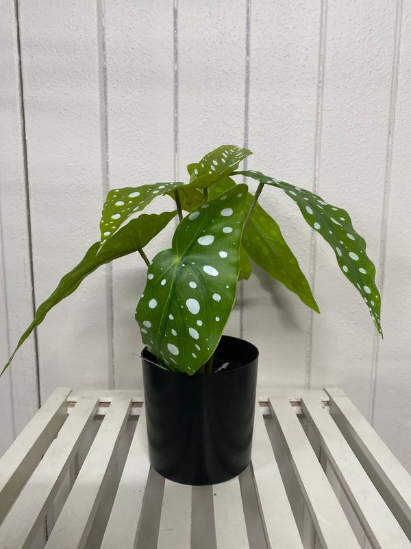 BEGONIA 33CM IN POT