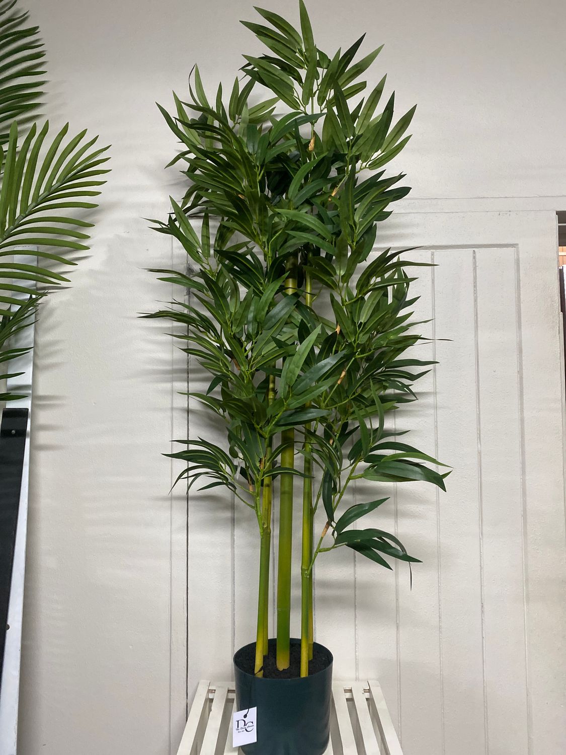 BAMBOO PLANT 102CM IN POT