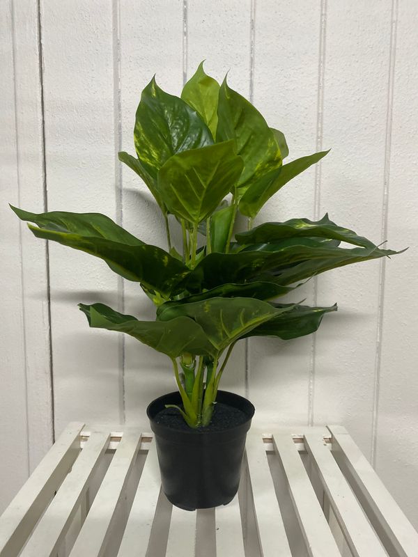 POTHOS BUSH 33cm IN POT