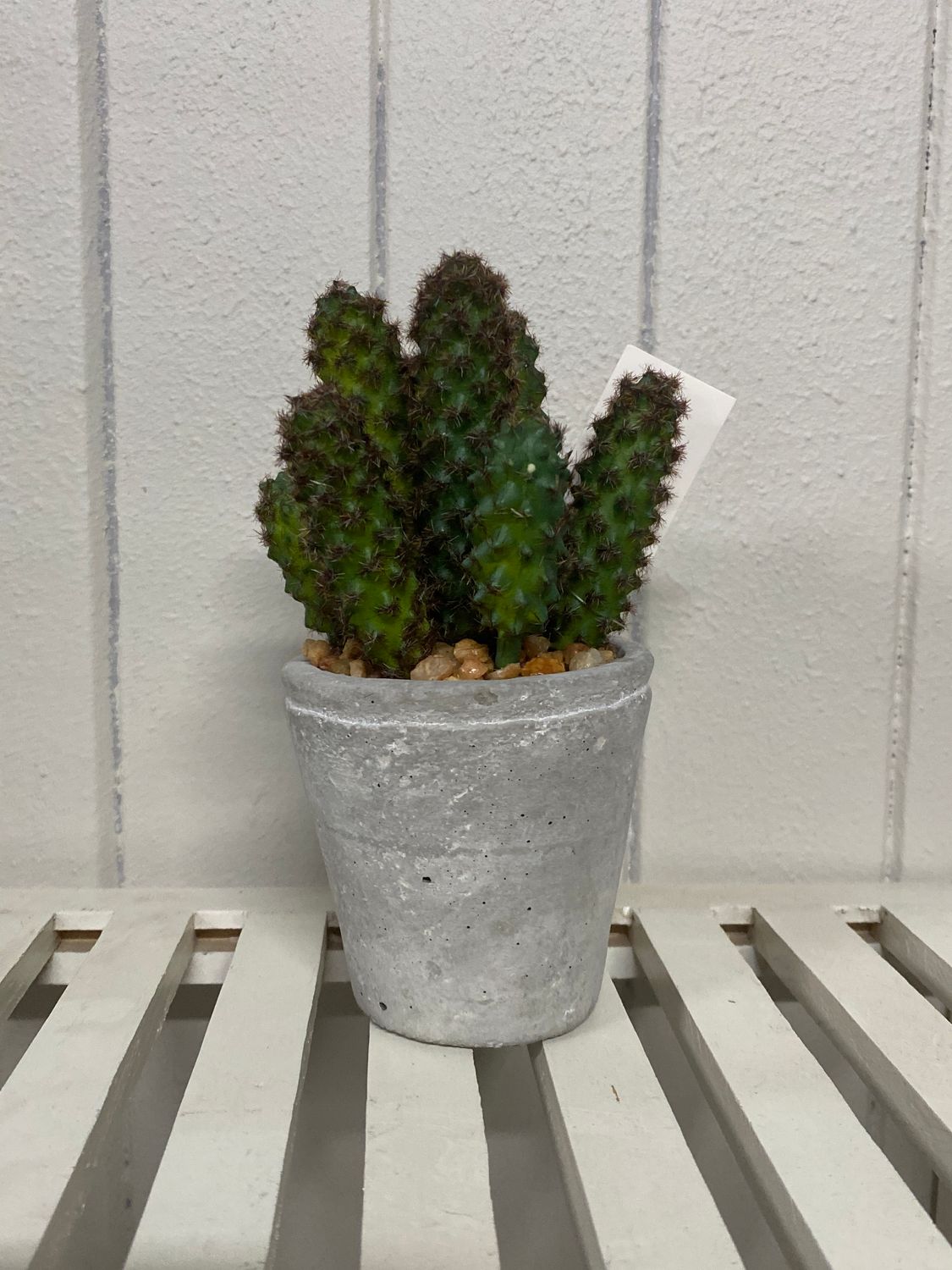 CACTUS 90CM IN POT
