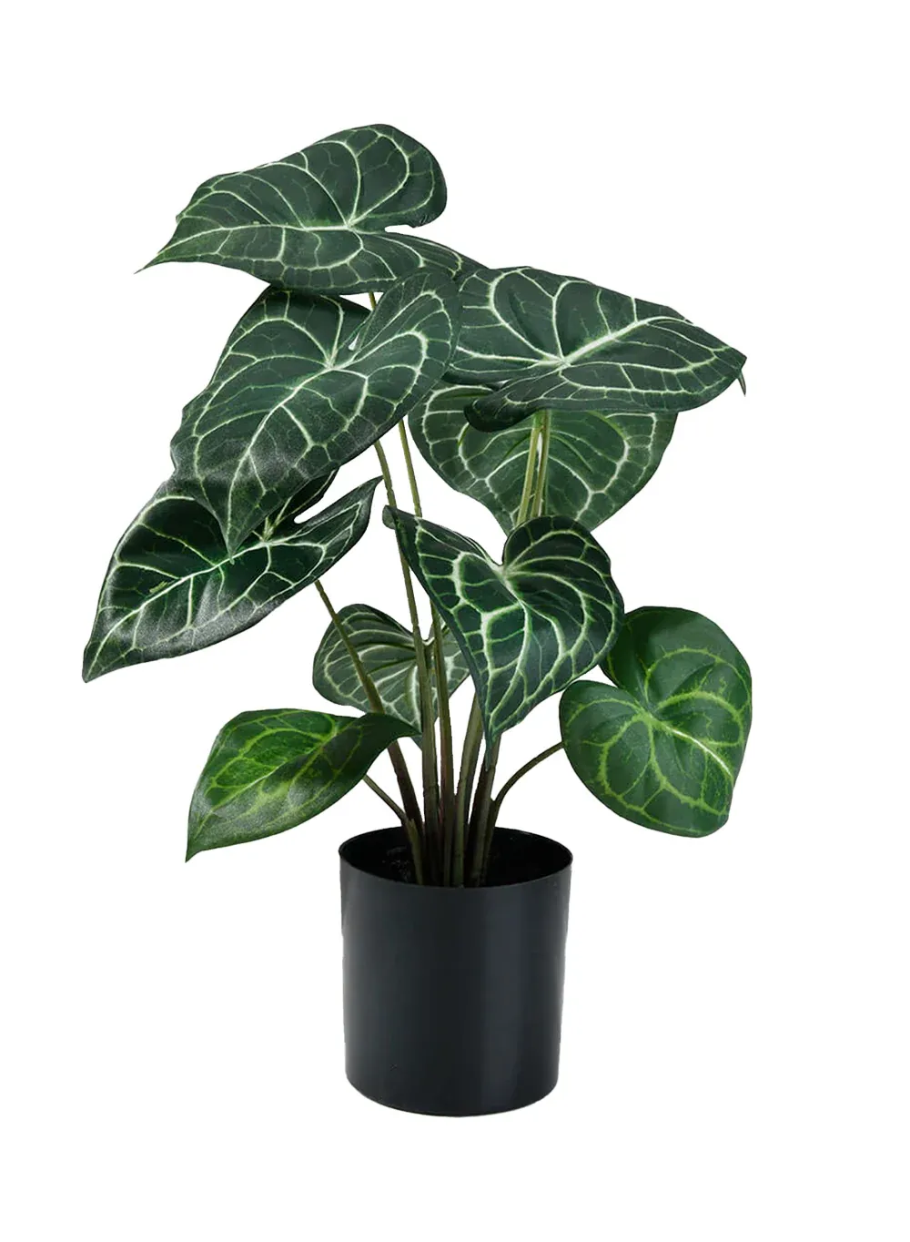 ANTHURIUM 30CM IN POT