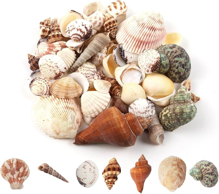 CONCHIGLIETTE DECORATIVE (3/4pz)