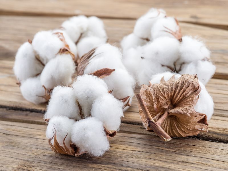 FRAGRANZA DI &quot;COTONE&quot;