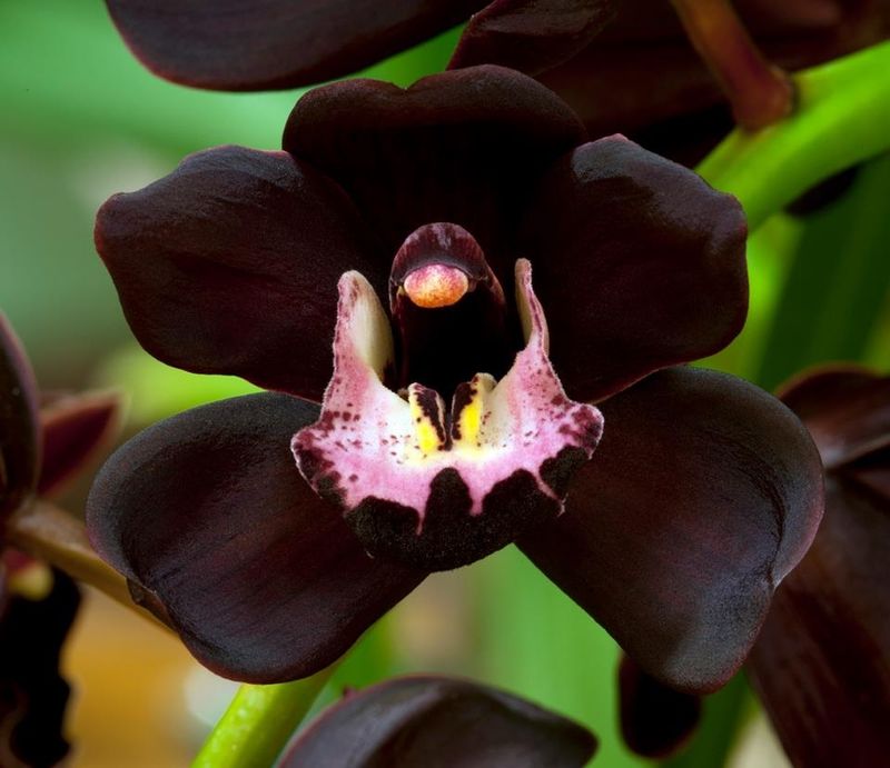FRAGRANZA DI &quot;ORCHIDEA NERA&quot;