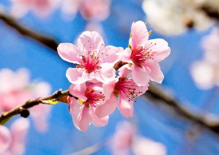 FRAGRANZA DI &quot;FIORI DI CILIEGIO&quot;