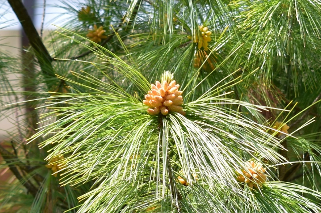 FRAGRANZA DI &quot;PINO DELL&#39;HIMALAYA&quot;