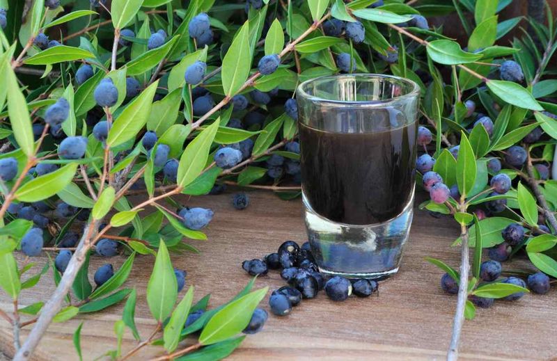 FRAGRANZA DI &quot;MIRTO&quot;