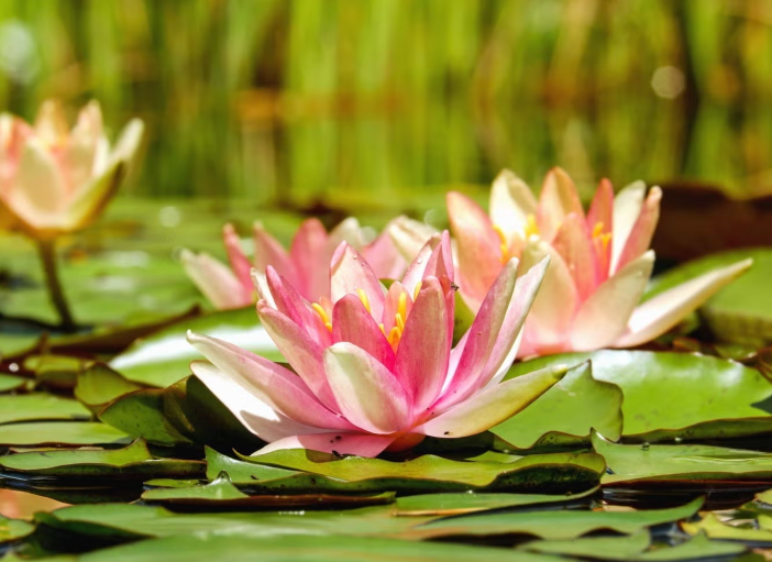 FRAGRANZA DI &quot;FIORI DI LOTO&quot;