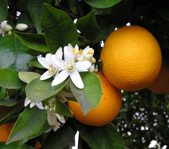 FRAGRANZA DI &quot;FIORI D&#39;ARANCIO&quot;