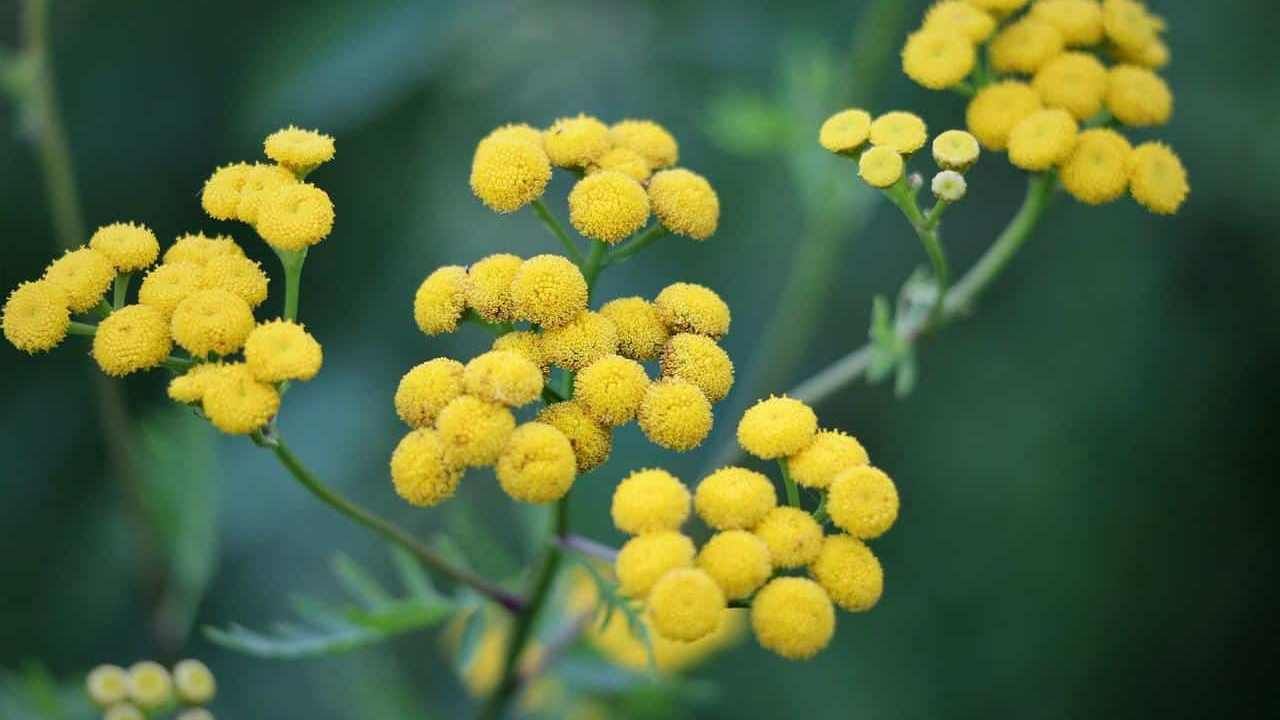 FRAGRANZA DI &quot;ELICRISO&quot;