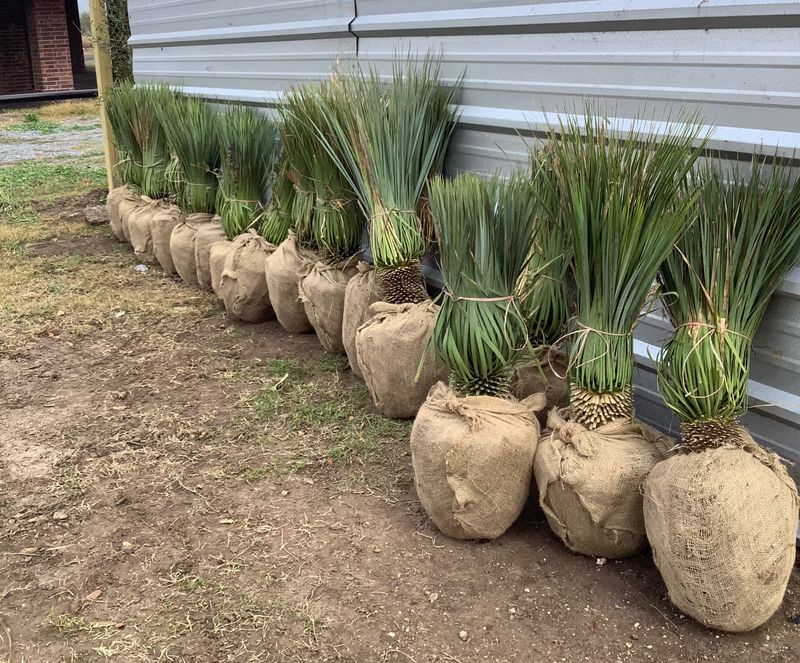 Blue Yucca Rostrata Palm trees