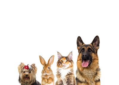 Pet Supplies