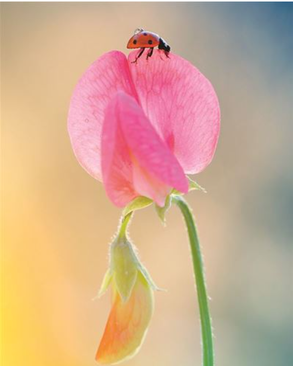 Carte d'anniversaire coccinelle sur fleur