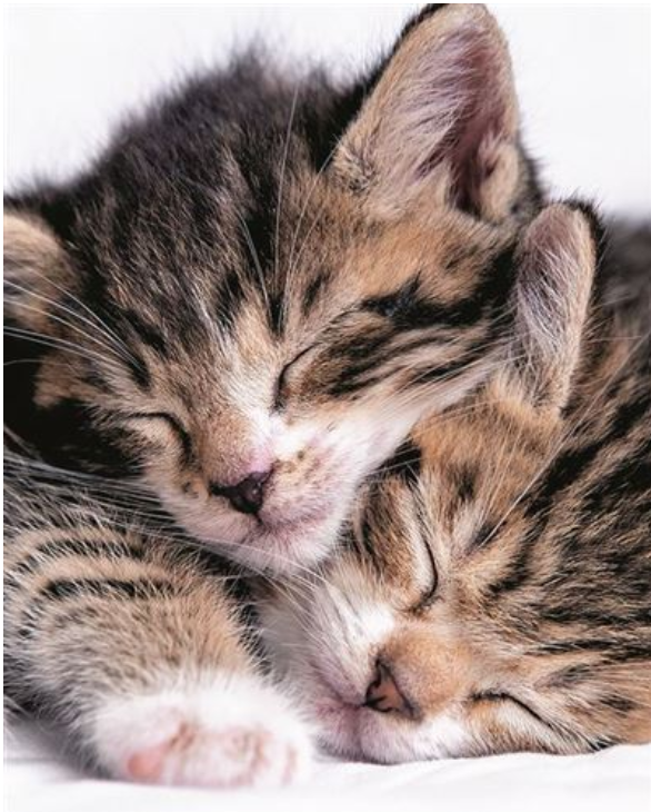 Carte d&#39;anniversaire calins de chatons