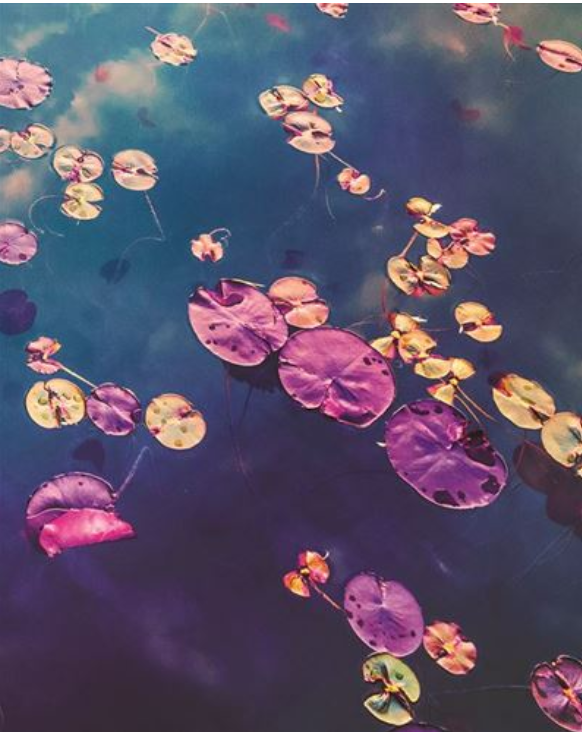 Carte d'anniversaire nymphéas