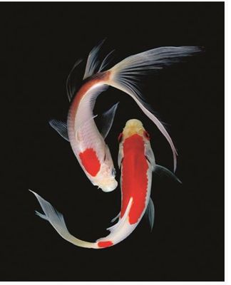 Carte d'anniversaire carpes koi