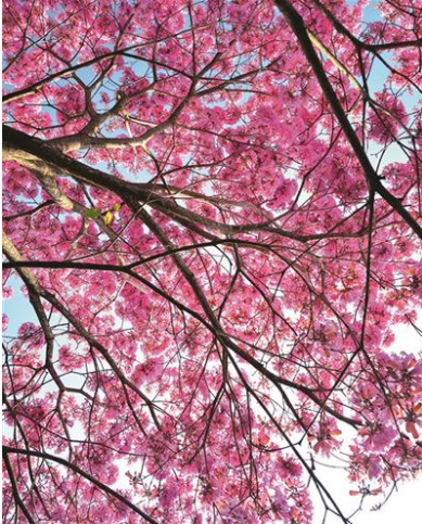 Carte d'anniversaire arbre en fleurs