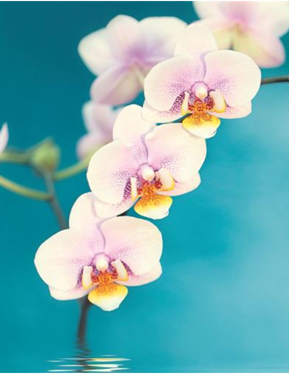 Carte d'anniversaire fleurs d'orchidées