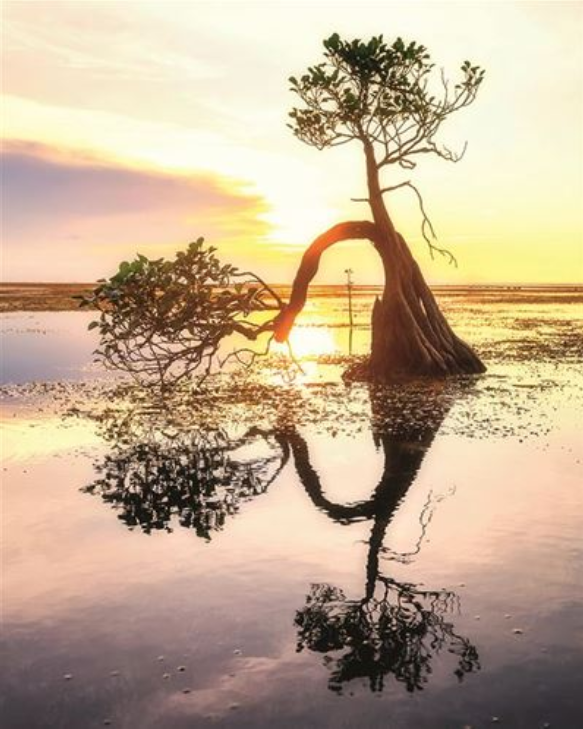 Carte d'anniversaire arbre au coucher du soleil