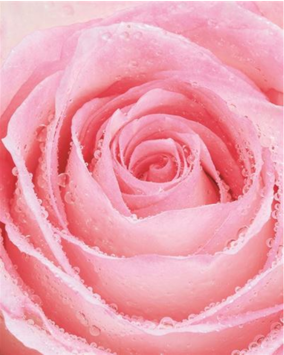 Carte d'anniversaire coeur de rose