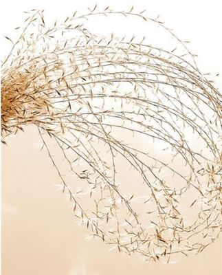 Carte d'anniversaire fleurs sauvages