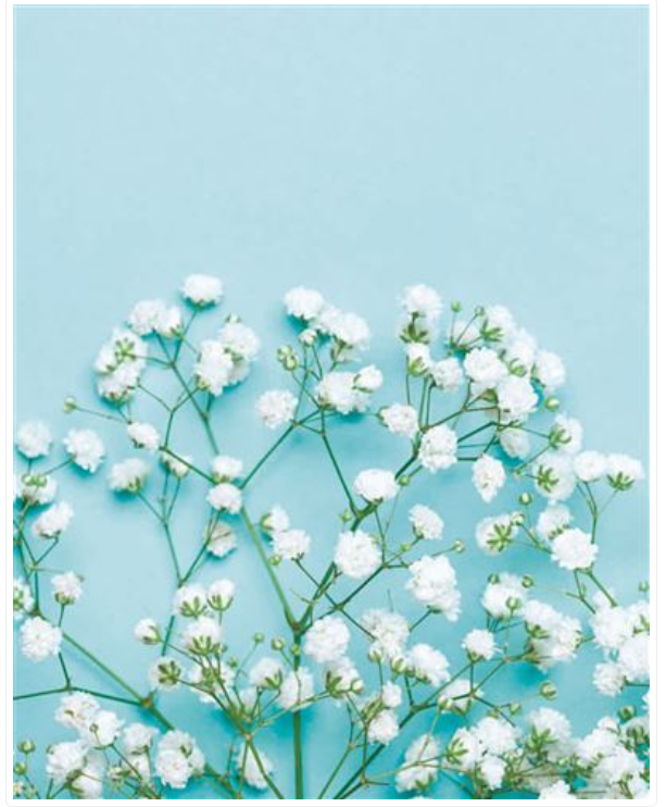 Carte d'anniversaire gypsophile