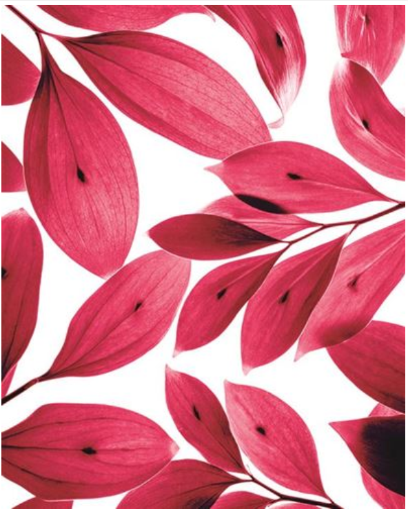 Carte d'anniversaire feuilles rose