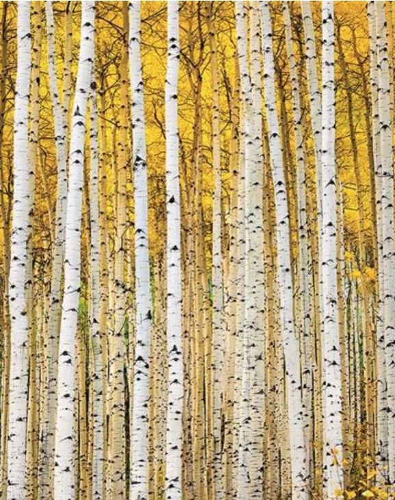 Carte forêt de boulots