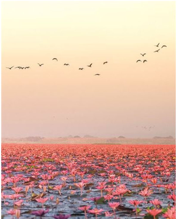 Carte d'anniversaire mer de Lotus