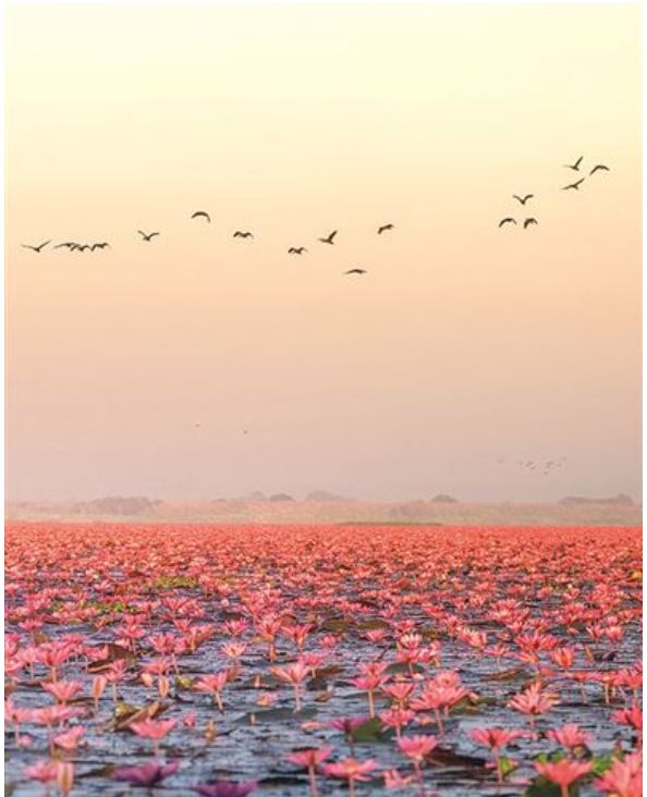 Carte d'anniversaire mer de Lotus