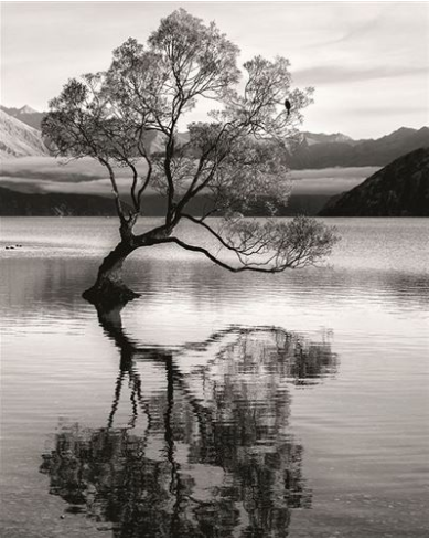 Carte reflets d'arbre