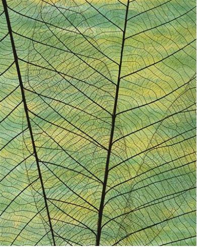 Carte d'anniversaire nervures de feuille