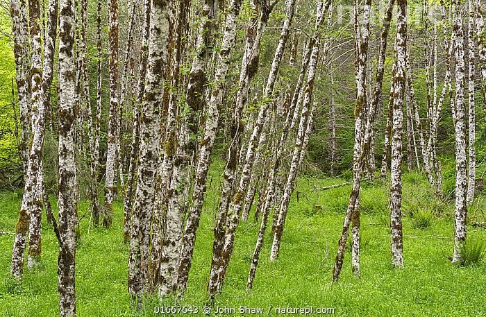 Alder, Red Alnus rubra