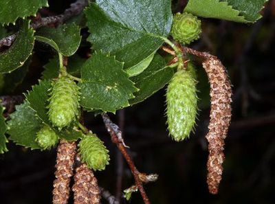 Alder, Mountain Alnus incana
