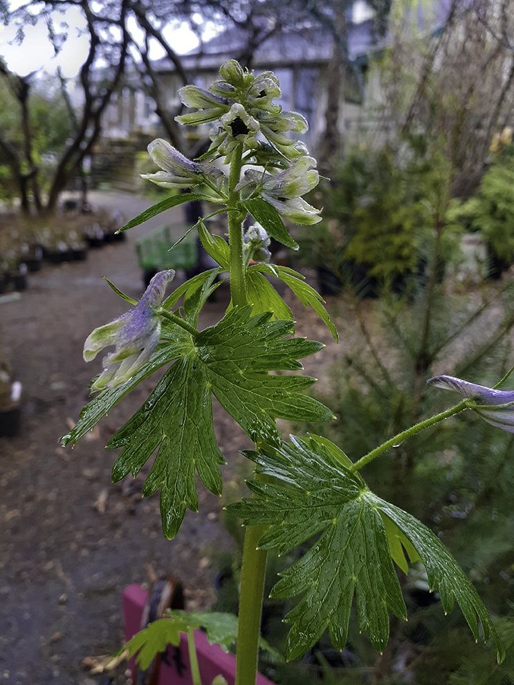 Larkspur, Streambank Delphinium trolliifolium
