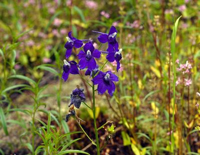 Larkspur, Menzies&#39; Delphinium menziesii
