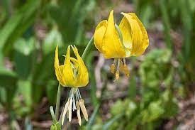 Lily, Glacier, Erythronium grandiflorum