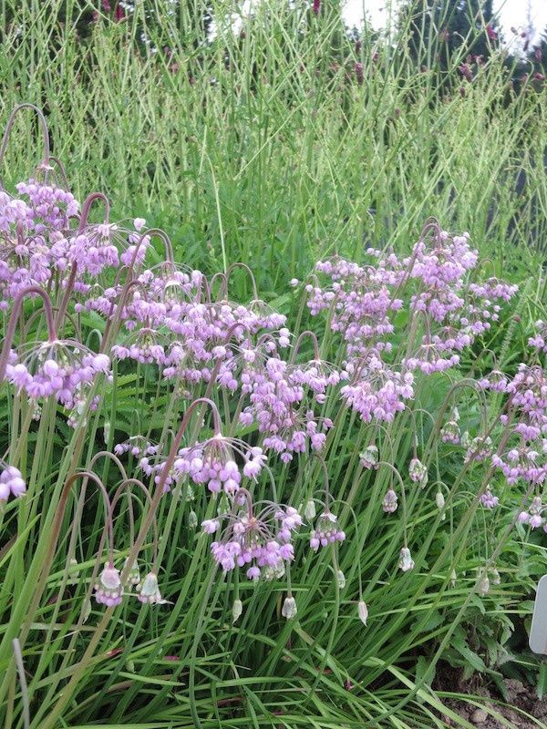 Onion, Nodding Allium cernuum