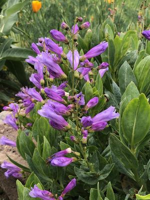 Penstemon, Barrett&#39;s Penstemon barrettiae